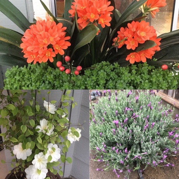 POSHMARK AMBASSADOR II dalialafleur - Picture 5 of 11